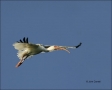 White-Ibis;Ibis;Flight;flying-bird;one-animal;close-up;color-image;nobody;photog